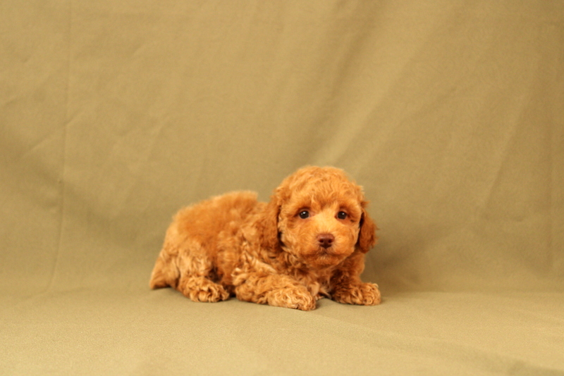 puppy, for, sale, Toy Poodle, Matthew B. Stoltzfus, dog, breeder, Gap, PA, dog-breeder, puppy-for-sale, forsale, nearby, find, puppyfind, locator, puppylocator, aca